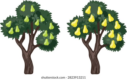 Comparison of pear tree ripening stages. Unripe green and ripe yellow pears