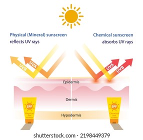 Comparison of physical, mineral sunscreen reflects UV rays, chemical sunscreen absorbs UV rays infographic. Skin care and beauty concept illustration.