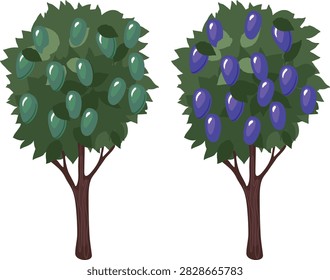 Comparison of plum tree ripening stages. Unripe and ripe plums