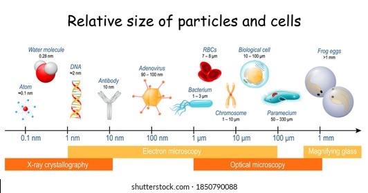 comparison of Relative size of particles and cells on biological scale. different sizes of biological cells, bacteria, and viruses. Microscopic techniques that are required to see the objects.