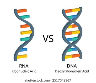 comparison of RNA or ribonucleic acid to DNA or deoxyribonucleic acid