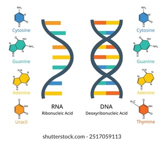 comparison of RNA or ribonucleic acid to DNA or deoxyribonucleic acid