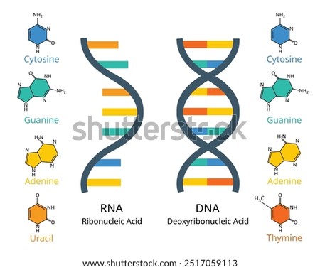 comparison of RNA or ribonucleic acid to DNA or deoxyribonucleic acid