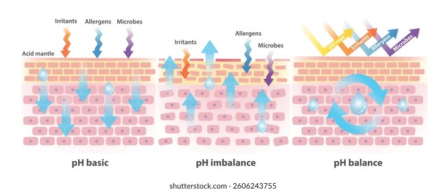 Comparison of skin pH level basic, imbalance and balance illustration. Cross section of skin barrier, the acid mantle protect skin from UV rays, irritants, allergens, microbes and keep moisture in.