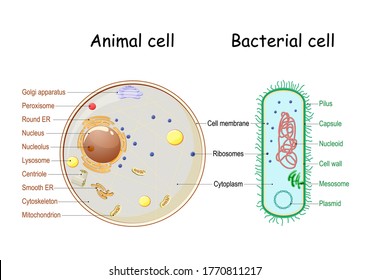 Comparison of the structure of bacterial and animal cells. cross section and anatomy of cell. Biology Chart. Vector illustration on a white background. detailed diagram for use in education