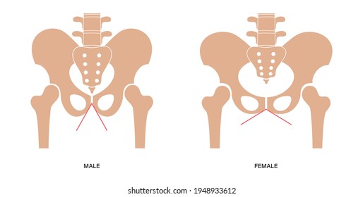 Comparación de la estructura de la pelvis masculina y femenina. Afiche anatómico del esqueleto humano. Concepto de huesos pélvicos. Sacrum, Isquium, pubis e ilium. Ilustración vectorial plana de cocix y simfisis púbica.