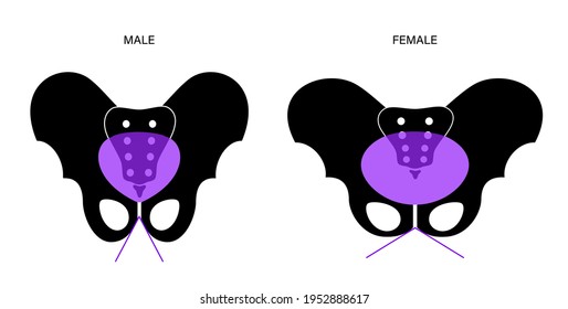 Comparison Of The Structure Of Male And Female Pelvis. Anatomical Poster Of Human Skeleton. Pelvic Bones Concept. Sacrum, Ischium, Pubis And Ilium. Coccyx And Pubic Symphysis Flat Vector Illustration.