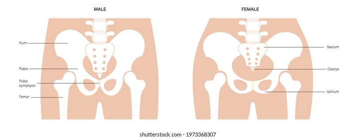 Comparison of the structure of male and female pelvis. Anatomical poster of human skeleton. Pelvic bones concept. Sacrum, Ischium, pubis and ilium. Coccyx and pubic symphysis flat vector illustration.