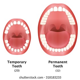 Vergleich der Zähne eines Kindes und der Dauerzähne eines erwachsenen natürlichen Zahnarztes. Einzige Vektorgrafik auf weißem Hintergrund.