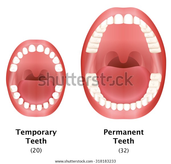 Comparison of temporary teeth of a child and\
permanent teeth of an adult natural dentition. Isolated vector\
illustration on white\
background.