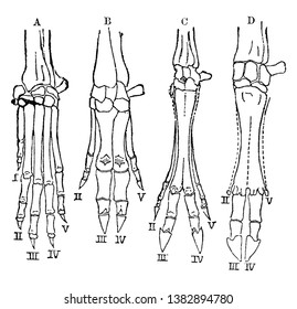A comparison of vertebrate hands, vintage line drawing or engraving illustration.