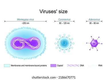 Comparison of viruses' size. monkeypox, SARS CoV-2 or coronavirus, and adenovirus. Different structure of viruses: Membrane proteins, capsids, DNA and RNA. Vector poster