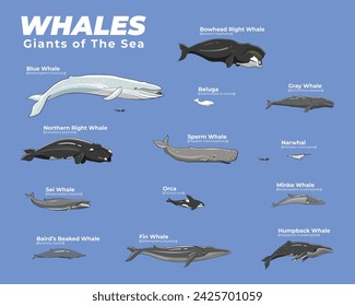 comparison of whales vector poster