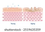 Comparison of young and aging skin vector illustration isolated on white background. Cross section of healthy and wrinkle that lose strength, flexibility and firmness on structure skin layer.