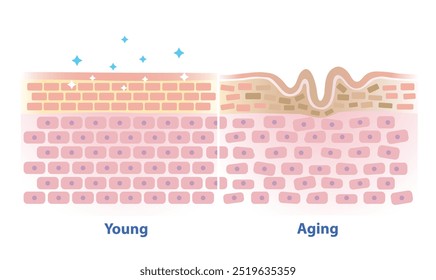 Comparação da ilustração do vetor da pele jovem e envelhecida isolada no fundo branco. Seção transversal de saudável e rugas que perdem força, flexibilidade e firmeza na camada de pele da estrutura.