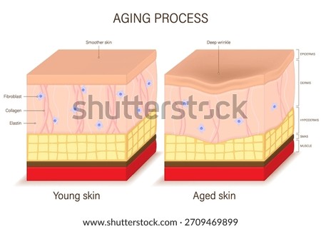 Comparison of young skin and aged skin. Facial skin problems. Aging process. Vector for advertising about beauty and medical treatment.