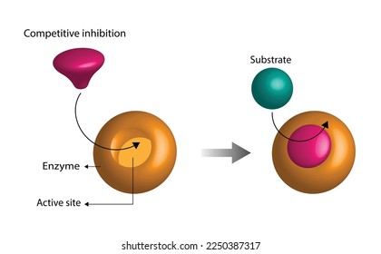 Competitive inhibition of enzyme, molecules very similar to the substrate bind to the active site and prevent binding of the actual substrate, decreases enzyme activity. Vector illustration.