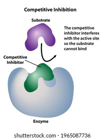 Ein kompetitiver Inhibitor nimmt die aktive Stelle eines Enzym-Katalysators ein. Substrat-Reaktanten können nicht in den aktiven Bereich des Enzyms gelangen. 