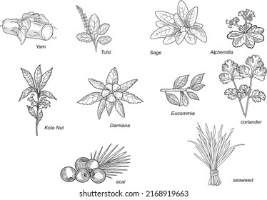 Compilation of plants. Yam, Tulsi, Sage, Alchemilla, Kola Nut, Damiana, Eucommia, Coriander, Acai, Seaweed. Vector-Illustrations