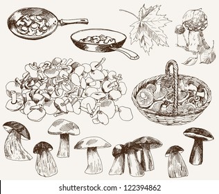 Compilation of vector illustrations of mushrooms collected in the forest