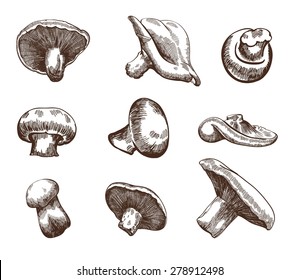 Compilation of vector illustrations of mushrooms collected in the forest