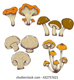 Compilation of vector illustrations of mushrooms collected in the forest