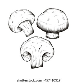 Compilation of vector illustrations of mushrooms collected in the forest