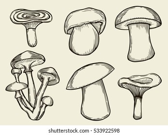 Compilation of vector illustrations of mushrooms collected in the forest