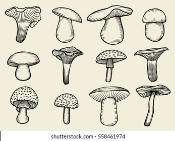 Compilation of vector illustrations of mushrooms collected in the forest