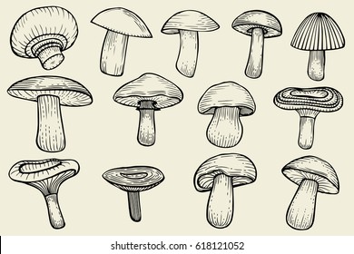 Compilation of vector illustrations of mushrooms collected. Vector illustration