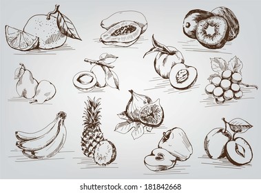 compilation of vector sketches of fruit