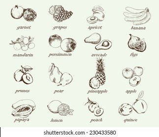 compilation of vector sketches of ripe fruit