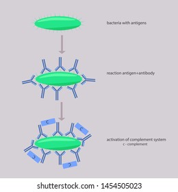 Complement Activation For Bacterial Infection