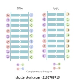 29 Adenine uracil pair Images, Stock Photos & Vectors | Shutterstock