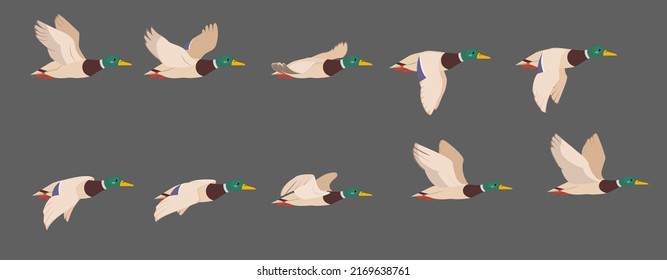 A complete animation of the flight of a duck. Wild drake, 2d character for motion design.