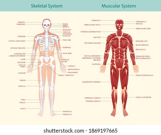 Afiche de la guía educativa completa de la anatomía de los sistemas muscular y esquelético que muestra la figura humana de la ilustración frontal del vector