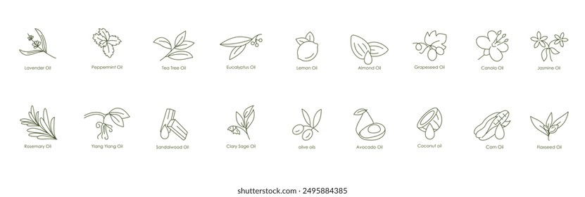 Vollständige Vektorsymbole für ätherische Öle: Lavendel, Pfefferminze, Teebaum, Eukalyptus, Zitrone, Mandel, Traubensamen, Canola, Jasmin, Rosmarin, Ylang Ylang, Sandelholz, Clary Sage, Olive, Avocado, Kokosnuss, Co