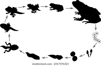 Complete Frog Metamorphosis Vector Shape