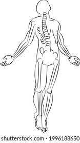  The Complete Human Body Skelton Look In Doodle Style Line Art Drawing   