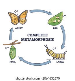 Complete metamorphosis with all life development cycle stages outline diagram. Labeled educational butterfly growth with egg, larva, pupa and adult sequence vector illustration. Biological explanation