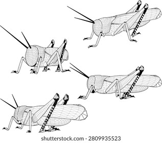 Complete set of 3D rendered grasshopper insect model sheets with detailed legs and long antennae from front, side, and back angles