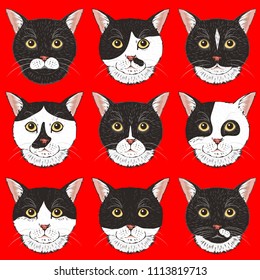 The complete set of cats of black and white color