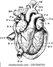 A Complex Anatomical View Of The Heart Vintage Line Drawing Or Engraving Illustration.