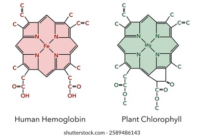 Complex of hemoglobin and chlorophyll. Chemical structure.