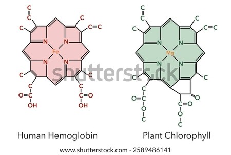 Complex of hemoglobin and chlorophyll. Chemical structure.