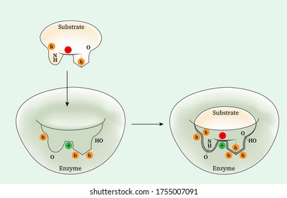 The enzyme–substrate complex,
Hydrophobic groups are represented by hydrogen in an orange circle and dash-lines represent hydrogen bond