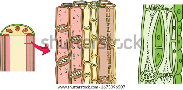 Complex permanent tissues are\
also called conducting tissues. They are of two types: xylem and\
phloem