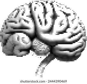 Brain�s complexity rendered in simple striped grayscale.