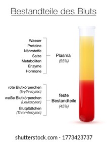 Componentes de infografía sanguínea, texto alemán. Tubo de ensayo con plasma centrifugado y componentes sólidos - glóbulos rojos y blancos y plaquetas. Vector aislado sobre blanco.
