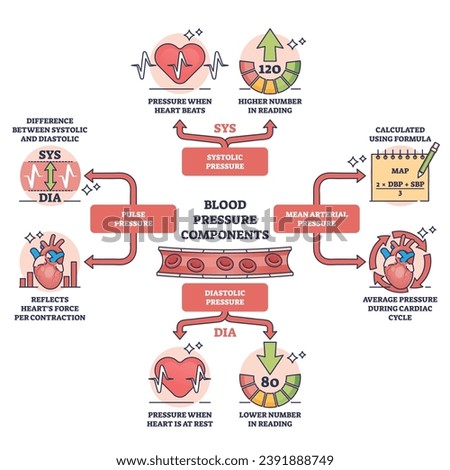 Components of blood pressure and normal heart rate control outline diagram. Labeled educational scheme with pulse, systolic, diastolic or mean arterial division vector illustration. Cardiology health